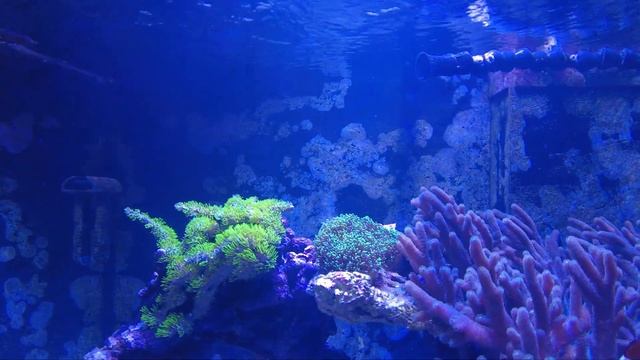 Update on using All For Reef by Tropic Marin смотреть онлайн