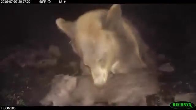 Медведь охотится на кабанов смотреть онлайн