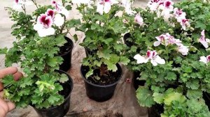 Когда ПРИМЕНЯТЬ УДОБРЕНИЕ NPK 18:18:18? Кормим растения ПРАВИЛЬНО!