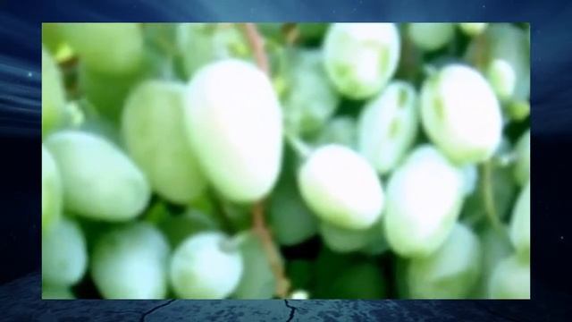 Виноград Подарок Запорожью смотреть онлайн