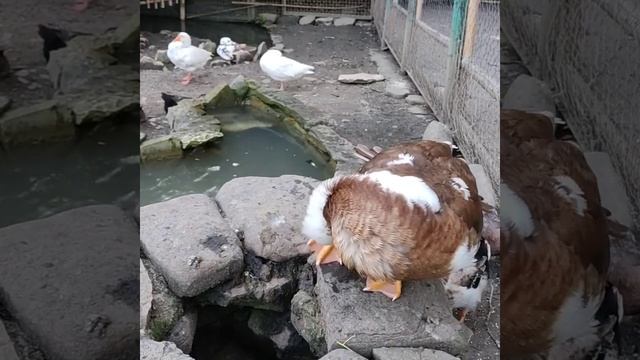 "Чистим перышки " к лету! смотреть онлайн