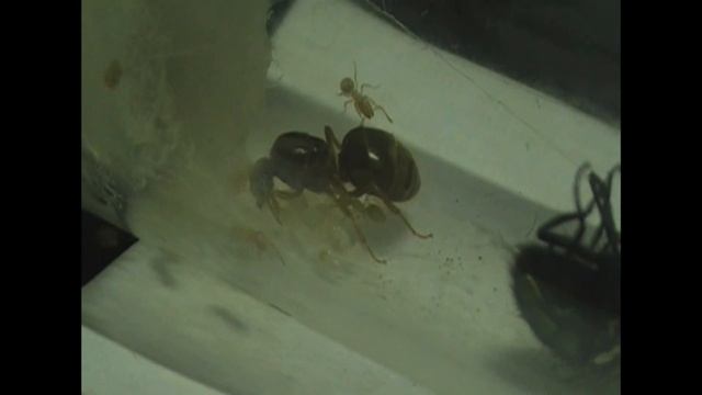 Муравьи для начинающих смотреть онлайн