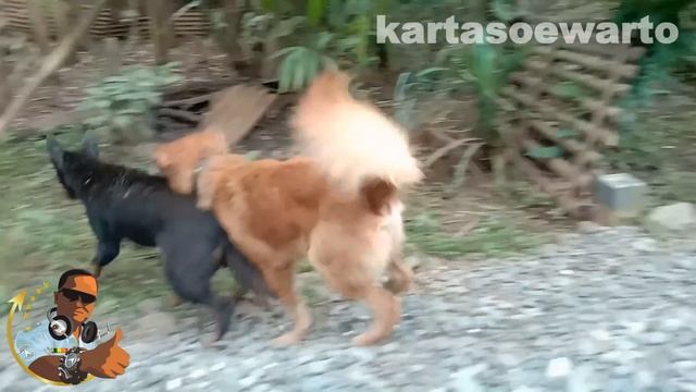 DOGS FAILED TO COPULATE (1) | 2021 смотреть онлайн