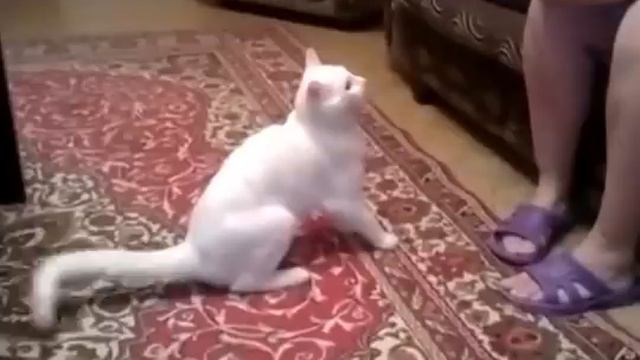 Кот псих! Чуть не загрыз хозяйку! смотреть онлайн