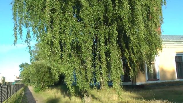 Повислая (плакучая) берёза в питерском политехе смотреть онлайн