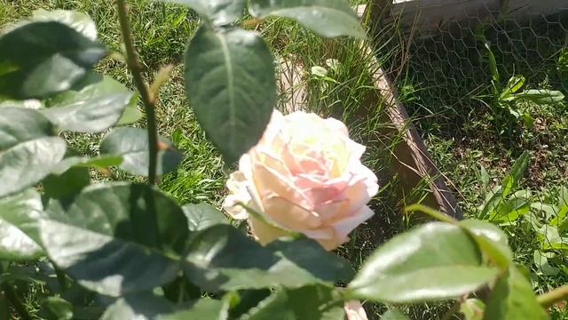 Hybrid "Chicago Peace" Rose~ смотреть онлайн
