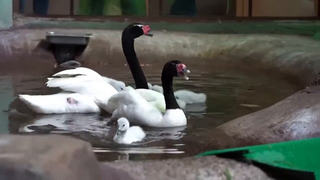 ПТЕНЦЫ ЧЕРНОШЕЙНОГО ЛЕБЕДЯ. смотреть онлайн