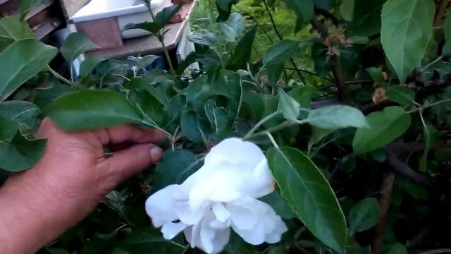 Мутант или феномен. 9- сантиметровый махровый цветок на яблоне Заветное. Фильм1. смотреть онлайн