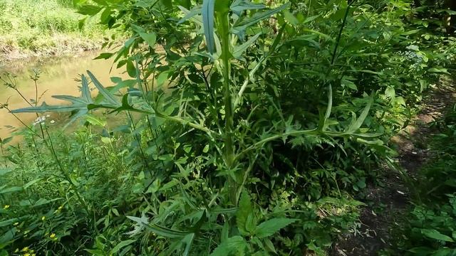 Прогулка в долине реки Сетунь (11 июня 2023) смотреть онлайн