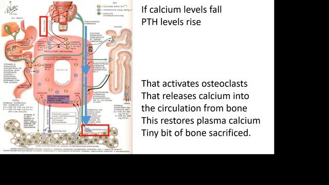 calcium YYH смотреть онлайн