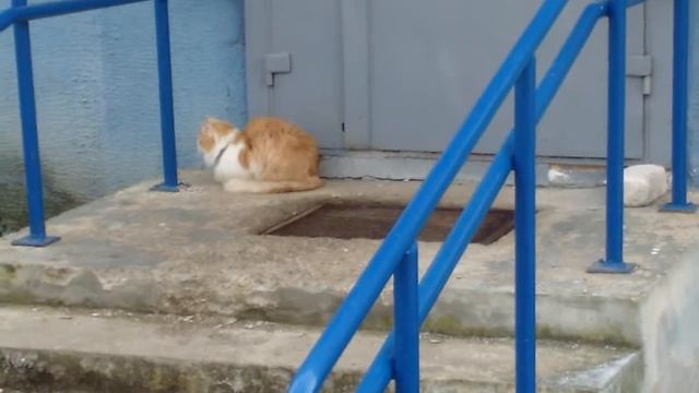 Очень красивый рыже белый кот смотреть онлайн