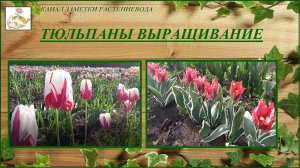 Тюльпаны выращивание, размножение, посадка, уборка, хранение луковиц