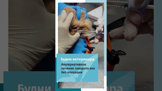 Заворот век у мейн куна смотреть онлайн