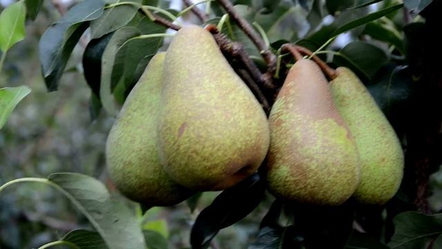 Сорт груши Вижница смотреть онлайн