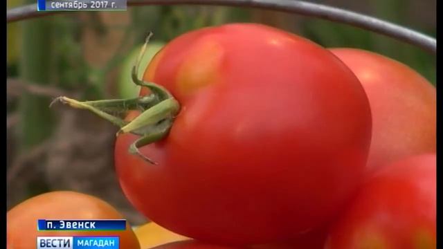 Участники экологического проекта «Помидорро» побывали в Магадане смотреть онлайн