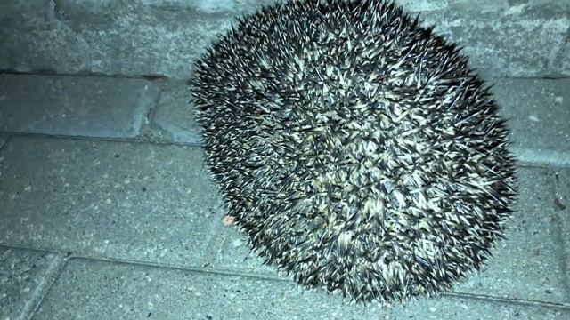 СЕСТРА НАБУХАЛАСЬ ПРИ МАМЕ В 14 ЛЕТ? смотреть онлайн