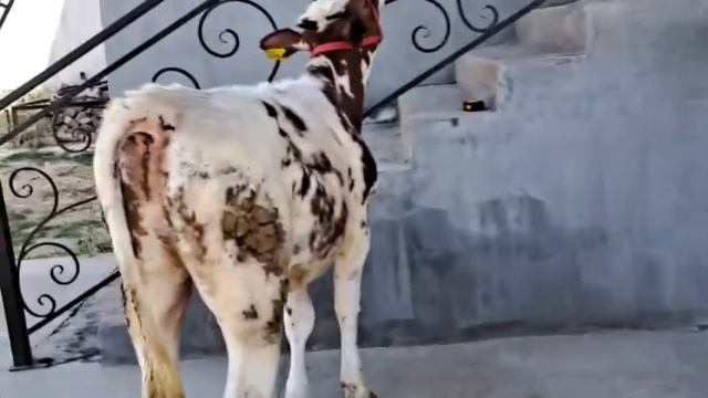 ГЎЗЛ СИММЕНТАЛ. ГУНАЖИНЛАР К пули А??971419419 смотреть онлайн