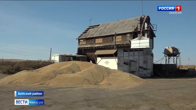 Уборка зерна в разгаре. Аграрии Хакасии довольны урожаем