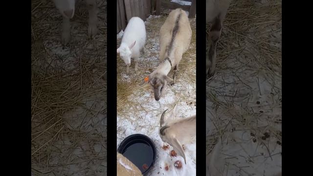 121646566_456239176-2.mp4