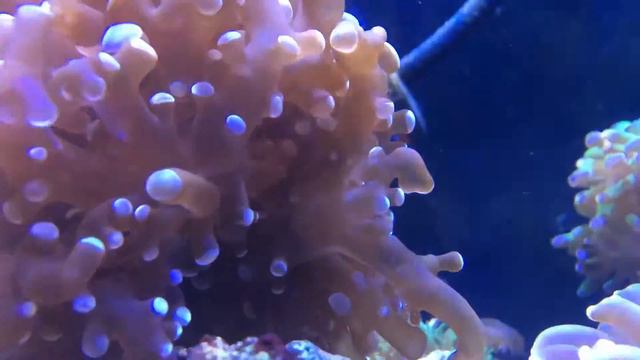 Quick Video: Euphyllia in motion. смотреть онлайн