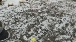 Посадка цветов на снег.Посейте сейчас и экономьте время весной!