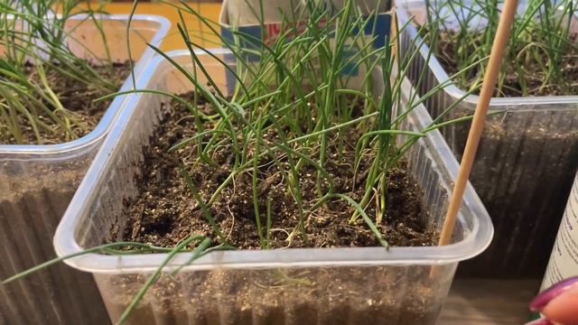 ПОДКОРМКА отлично укрепляет и утолщает перо ЛУКА. Вторая стрижка смотреть онлайн