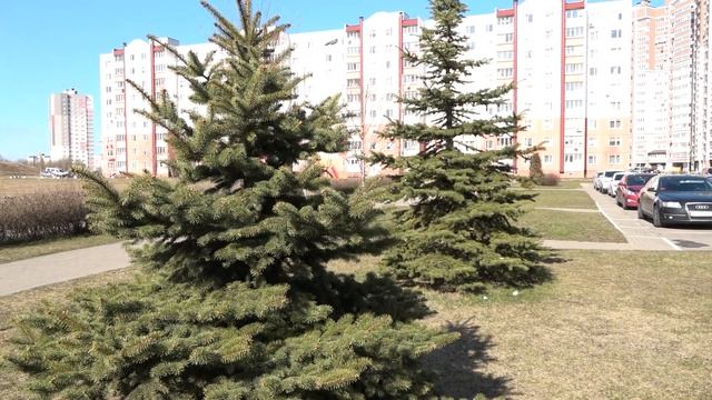 Новогодняя ель в марте? Куда нести праздничное дерево минчанам, чтобы не захламлять двор? смотреть онлайн