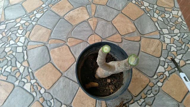 HOW TO GRAFT THE ADENIUM//GARDENING AND CRAFTY смотреть онлайн