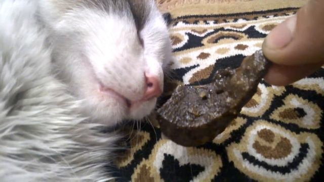 Кот ест во сне 2 смотреть онлайн