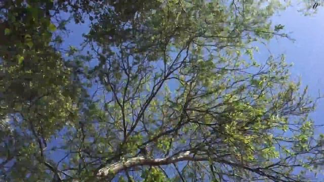 VLOG : ИДУ В МАГАЗИН, ЧТО Я КУПИЛА, ОБНОВИЛИ САД смотреть онлайн