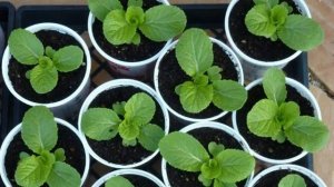 Когда сеять Пекинскую капусту, чтобы не пошла в Цвет