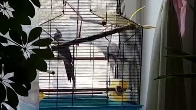 Кореллы знакомятся смотреть онлайн