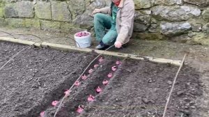 Посадка лука на семена. Выращивание семян ялтинского лука.  Как вырастить семена чернушки.