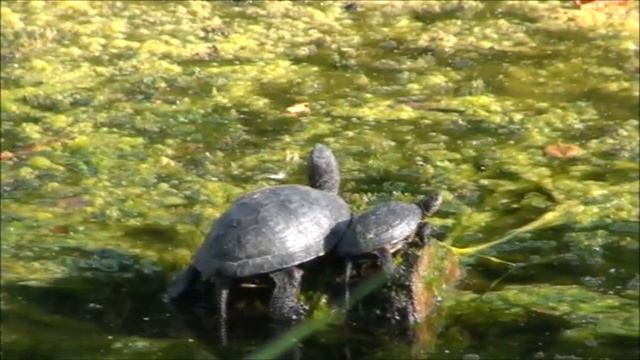 черепахи принимают солнечную ванну смотреть онлайн