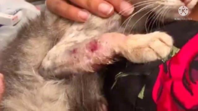 “Не могу бросить её в таком состоянии!” Парень решил помочь котейке с травмированной лапой… смотреть онлайн