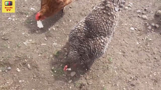 животные для детей 6 лет - животные африки для детей видео | BonBi TV смотреть онлайн