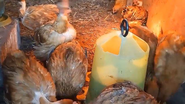 Цыплят едва не сгубила. Отчего могут погибать цыплята. Взвешивание, 7 суток бройлеру - славный корм смотреть онлайн