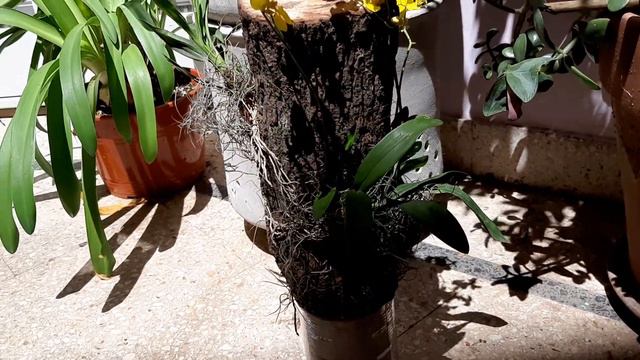 CÓMO COLONIZAR Y MONTAR ORQUÍDEAS AUTÓCTONAS ARGENTINAS ONCIDIUMS EN UN TRONCO RUGOSO CON MUSGO смотреть онлайн