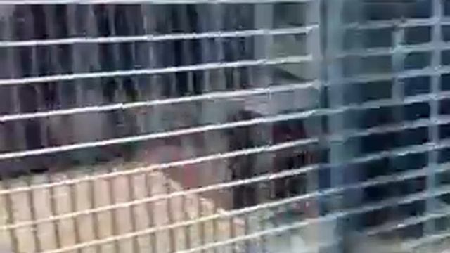 Зоопарк Липецк. ведведь смотреть онлайн