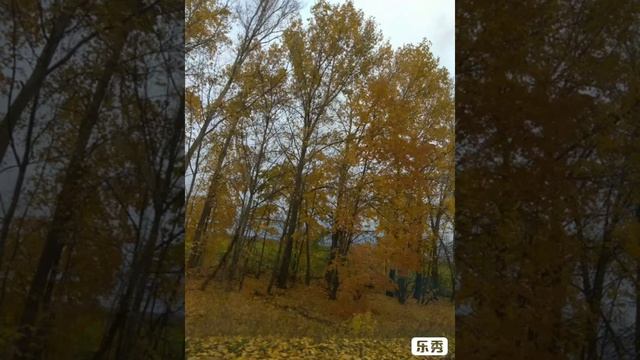 Стихотворение Людмилы Борисовны Ким БЕРЕГИТЕ ЖЕНЩИНУ, МУЖЧИНЫ. 09.10.2019 год. смотреть онлайн