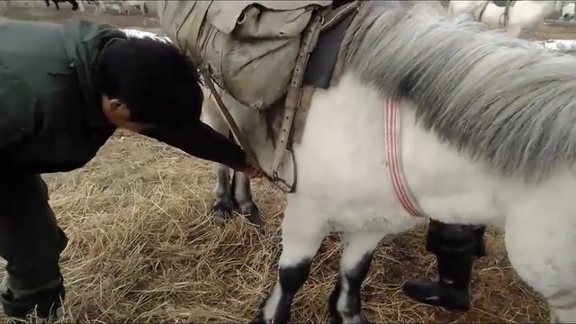 Момские коневоды(Якутия) смотреть онлайн