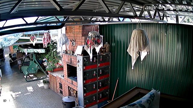 Дикий перепел (Бедана)бьёт (Поёт)! смотреть онлайн