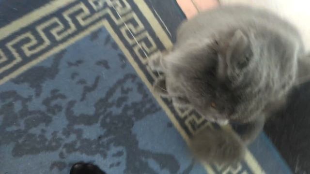 Кот-охотник смотреть онлайн