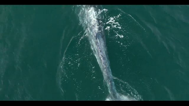 Malibu, CA-Gray Whale & Great White Shark смотреть онлайн