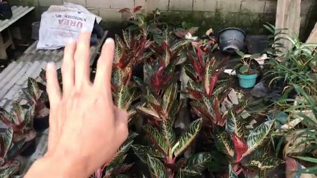 FULL AGLAONEMA PRIDE OF SUMATRA (POS) || BERBURU AGLAONEMA смотреть онлайн