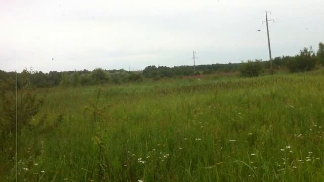 Третий день цветения липы