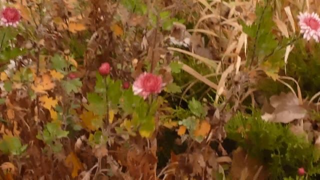 ОСЕННИЕ ЦВЕТЫ. МУЗЫКАЛЬНОЕ ВИДЕО. смотреть онлайн