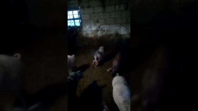 Одна из причин купировать хвосты! смотреть онлайн