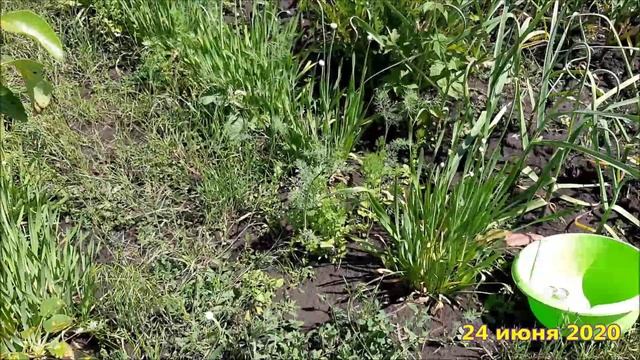 ✅ Лук слизун на нашем участке