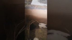 Случка кроликов. Когда покрывать крольчиху породы. Строкач. НПВ. Возраст крольчат.
